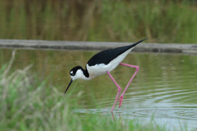 Black-necked Stilt