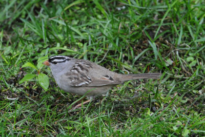 White-crowned Sparrow