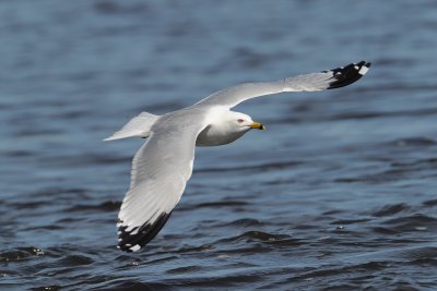Ring-billed Gull