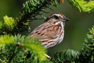 Song Sparrow