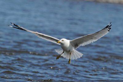 Ring-billed Gull