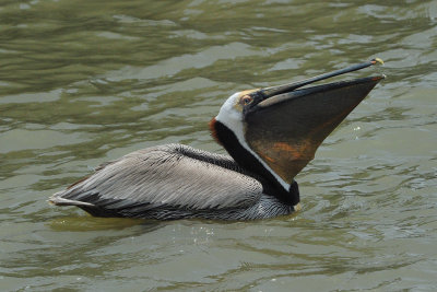 Brown Pelican