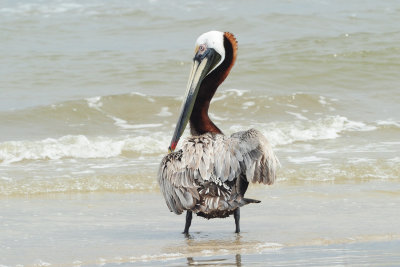 Brown Pelican