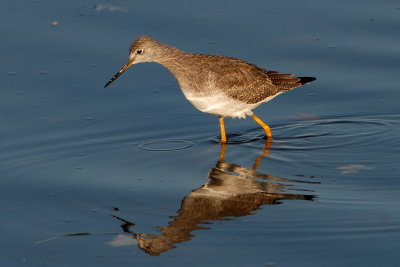 Greater Yellowlegs