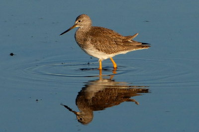 Greater Yellowlegs