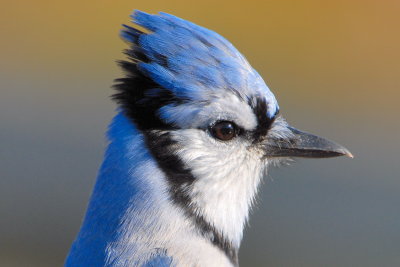 Blue Jay