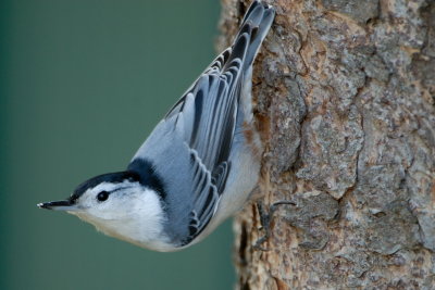 Chickadees and Nuthatches