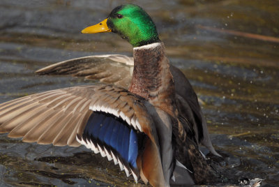 Mallard