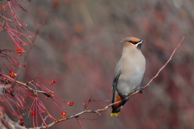 Bohemian Waxwing