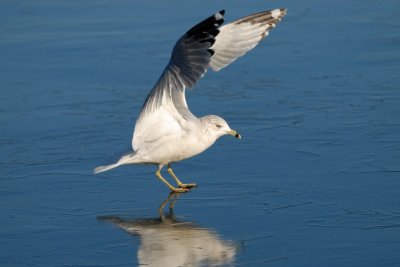 Ring-billed Gull