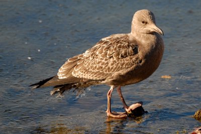 Herring Gull