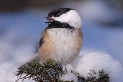 Black-capped Chickadee