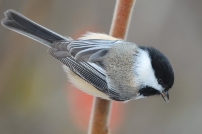 Black-capped Chickadee