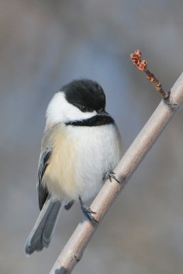 Black-capped Chickadee