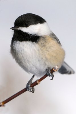 Black-capped Chickadee