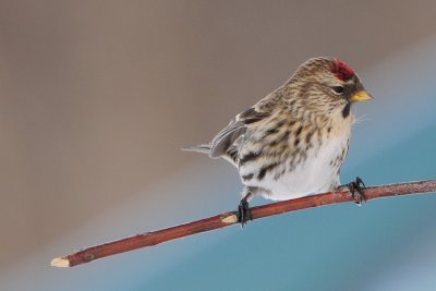 Common Redpoll