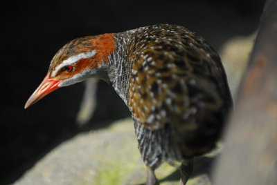 Buff-banded Rail