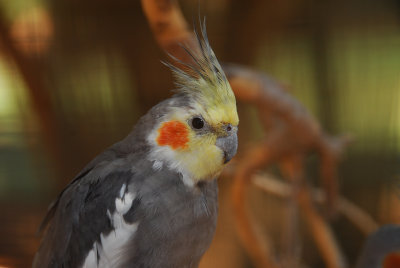 Cockatiel