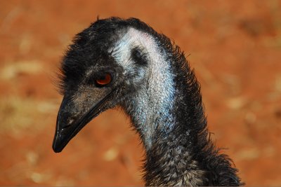 Emu