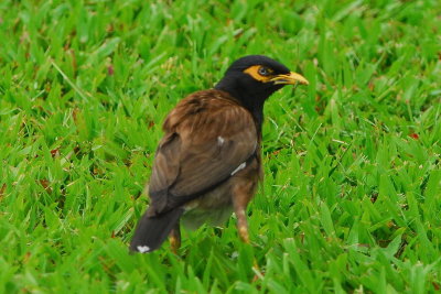 Common Mynah ( Introduced species)
