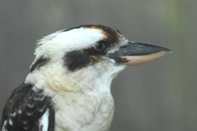 Laughing Kookaburra