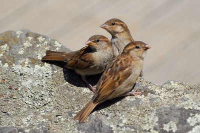 House Sparrow   (Introduced species)