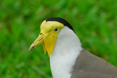 Masked Lapwing