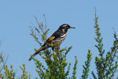 New Holland Honeyeater