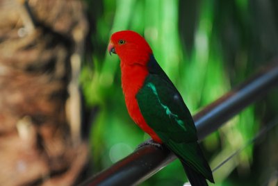 Australian  King Parrot