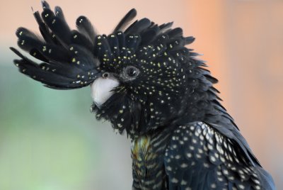 Red-tailed Black Cockatoo