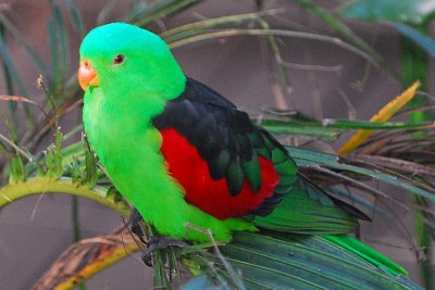 Red-winged Parrot