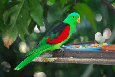 Red-winged Parrot