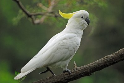 Sulphur-crested Cockatoo