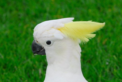 Sulphur-crested Cockatoo