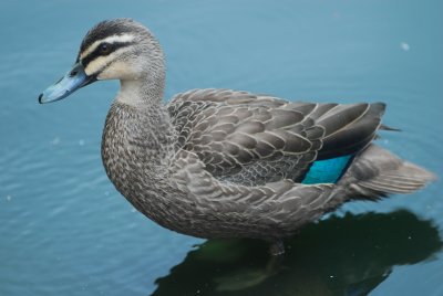 Pacific Black Duck