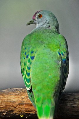 Superb Fruit- Dove