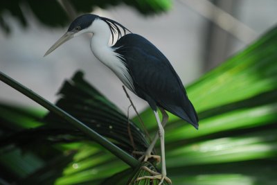 Pied Heron