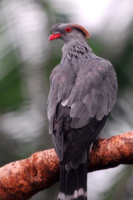 Top knot Pigeon