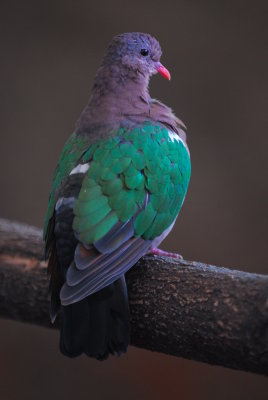 Emerald Dove