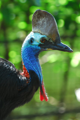 Southern Cassowary