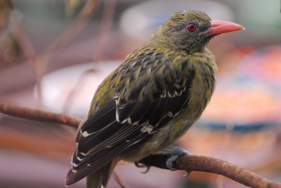 Yellow Oriole