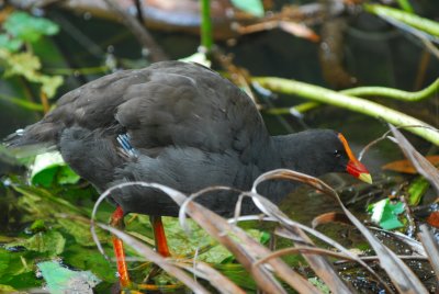 Dusky Moorhen