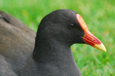 Dusky Moorhen