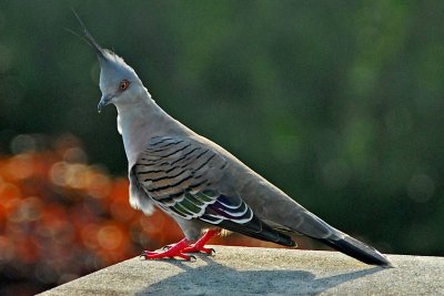 Tufted Pigeon