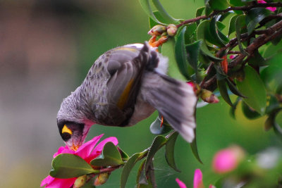 Noisy Miner