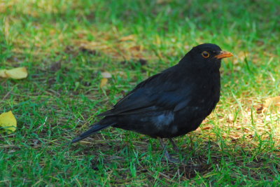 Common Blackbird