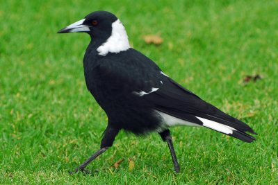 Australian Magpie