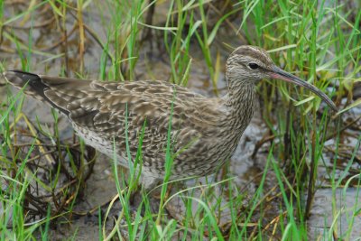 Whimbrel