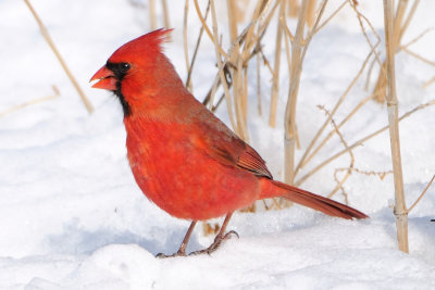 Northern Cardinal