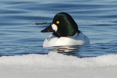 Common Goldeneye